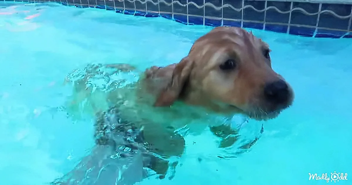 Golden Retriever Puppy