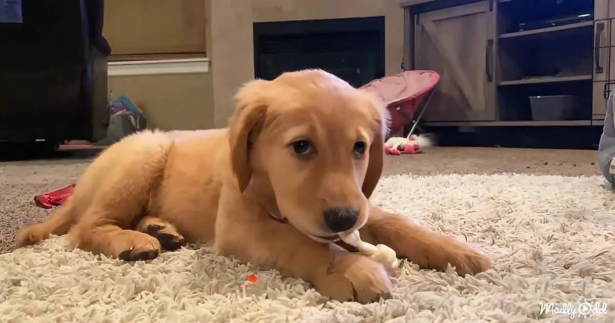 Golden Retriever Puppy