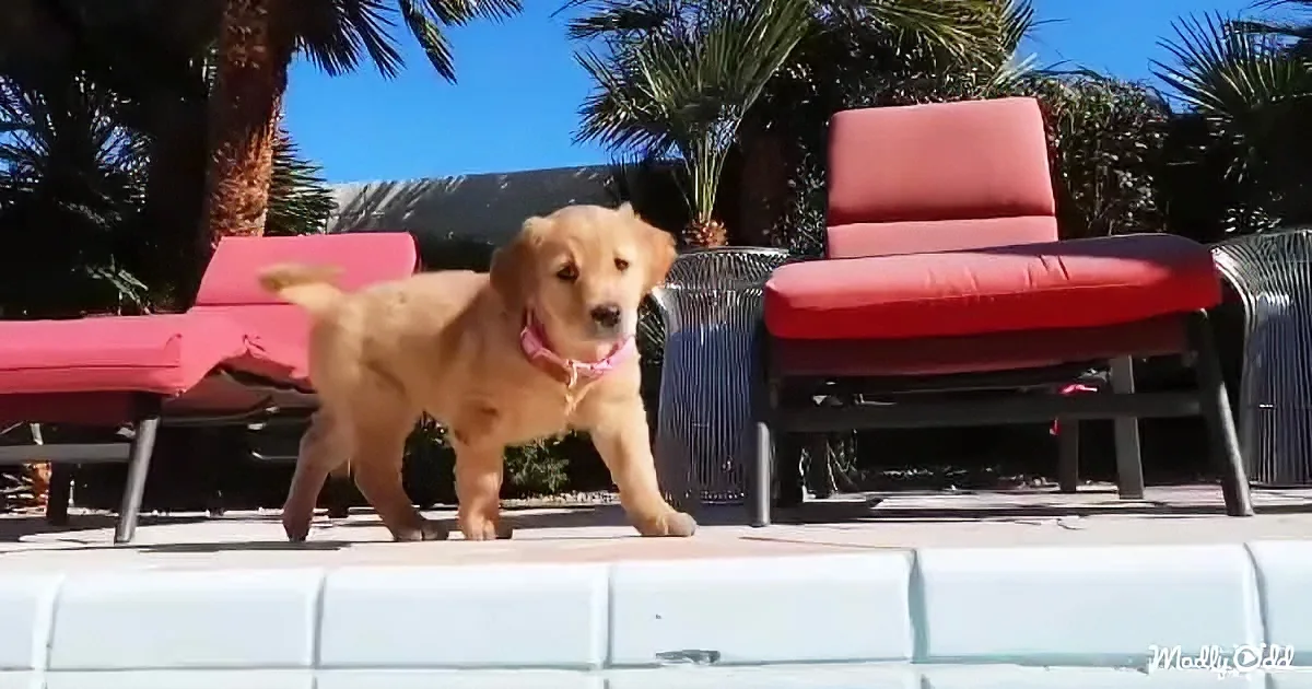 Golden Retriever Puppy