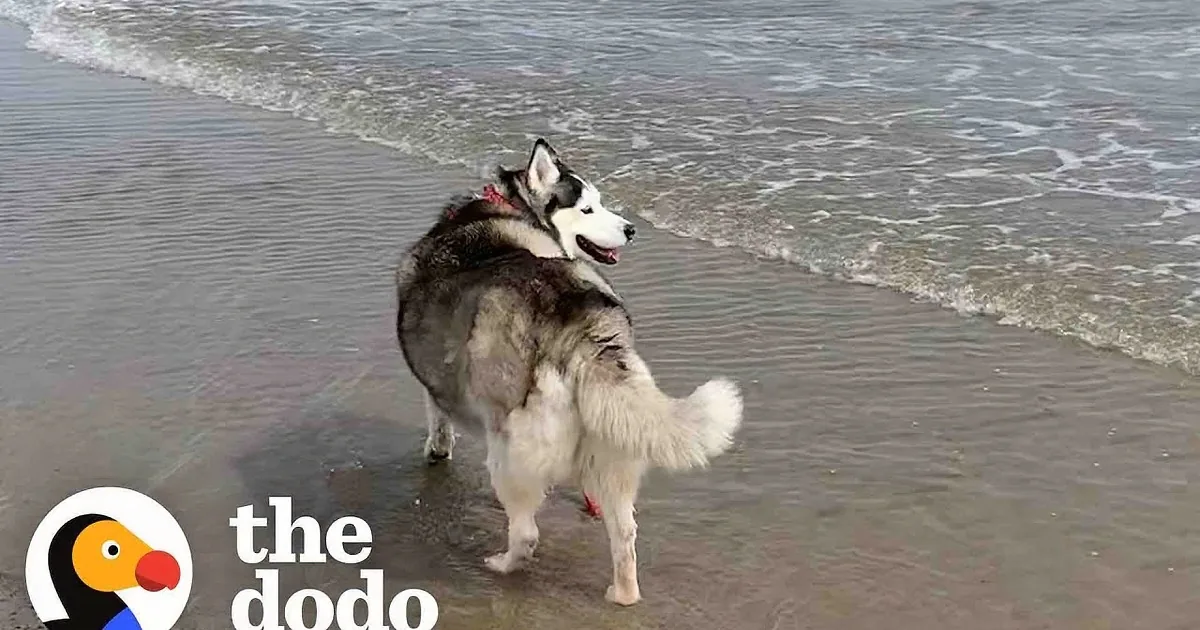Obese Rescue Husky Lives a Different Life After Reaching His Goal Weight