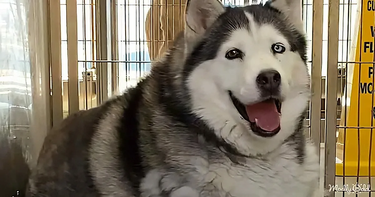 A happy husky dog with a white and gray coat is sitting in a cage, looking directly at the camera.