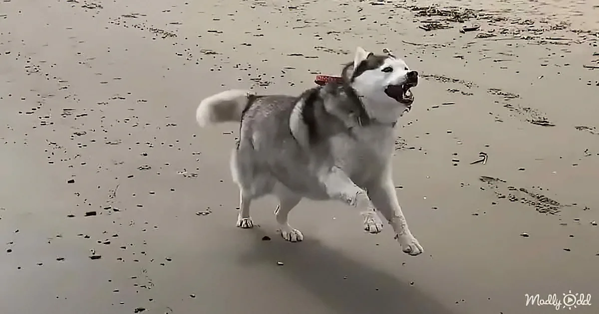 A husky dog with a red collar runs energetically on a sandy beach.