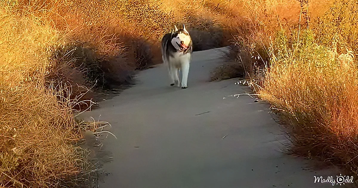 A husky dog walks down a sandy path surrounded by tall, golden grass.