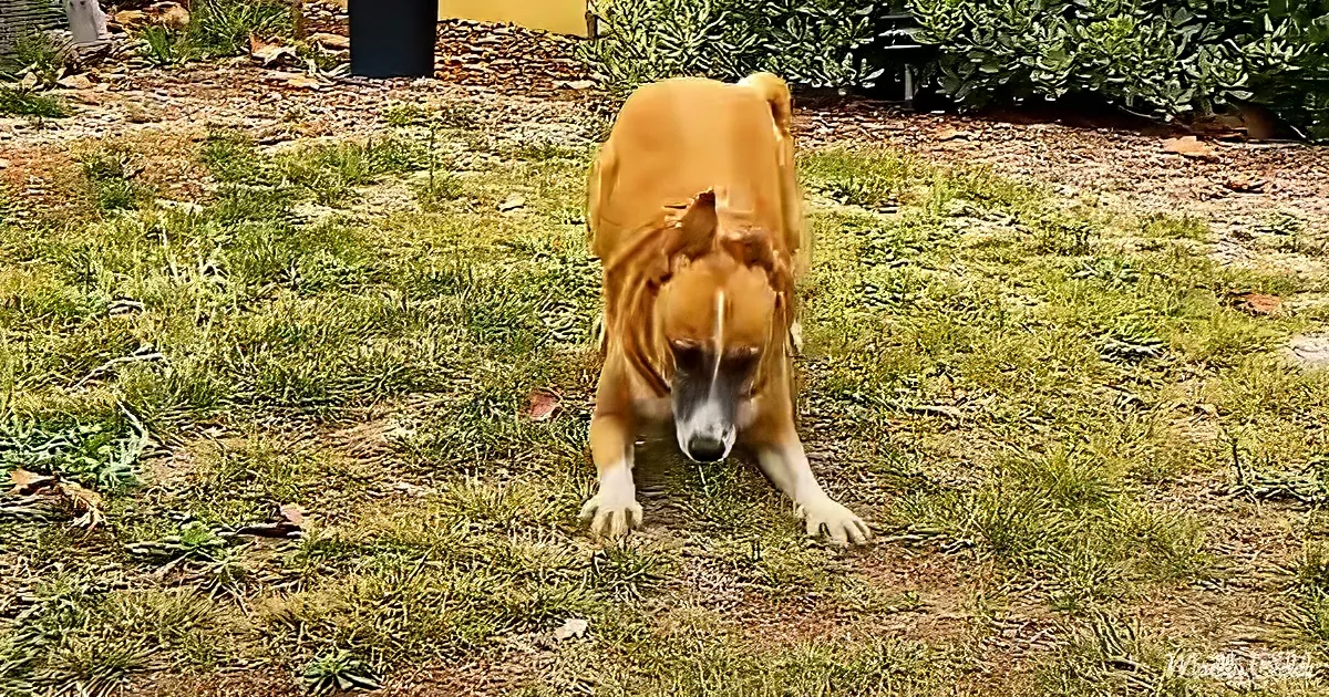 A brown dog with white paws stands on grass, looking down.