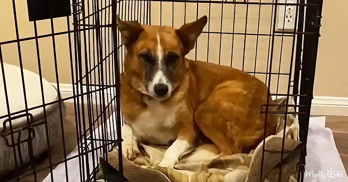 A brown and white dog rests in a black wire crate on a white blanket.