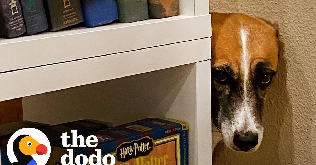 Scared Dog That Hid in Corners Overcomes All of Her Fears