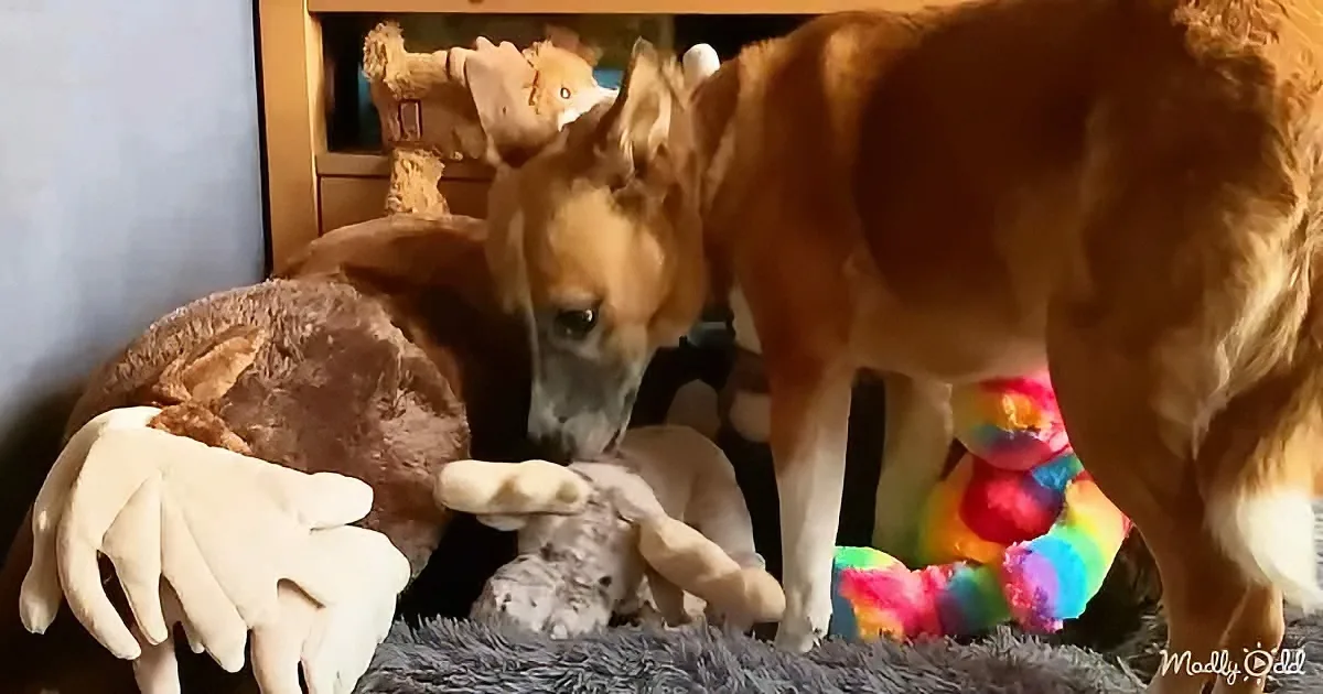A golden retriever is sniffing and interacting with stuffed toys on a shelf.