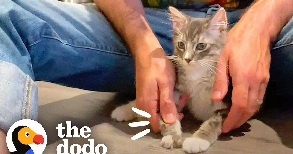 Injured Kitten Was Told He Would Never Walk Again