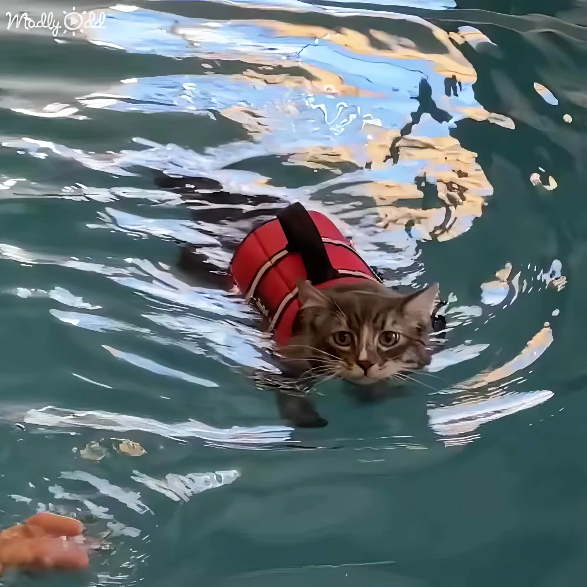 A cat wearing a red life jacket swims in the water, creating ripples around it.