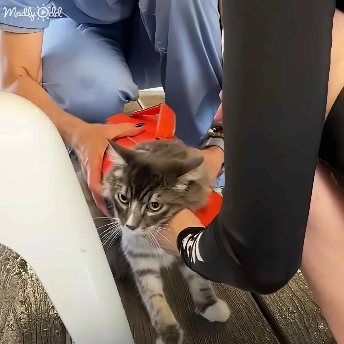 A gray tabby cat is being held by a person in a red life jacket, with another person in blue scrubs nearby.