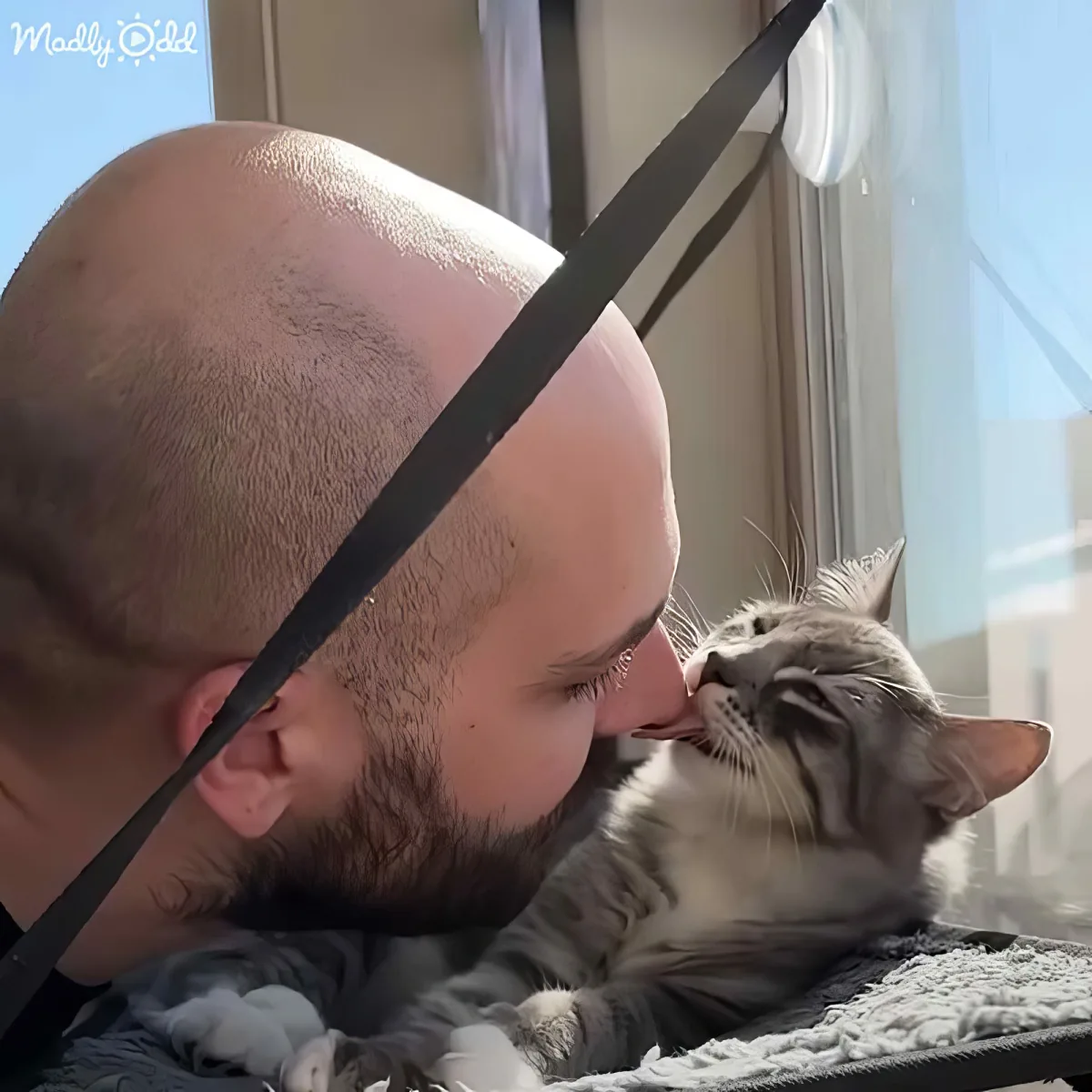 A man with a shaved head and beard kisses a gray tabby cat resting on a window sill.