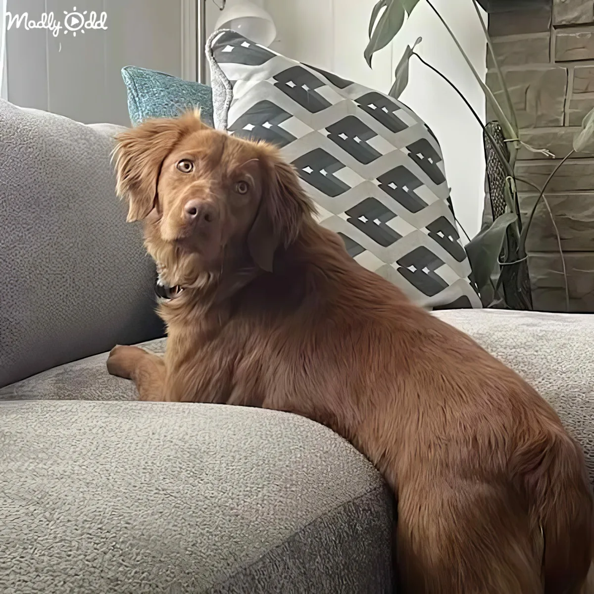 A brown dog with floppy ears sits on a gray couch, looking up with a curious expression.