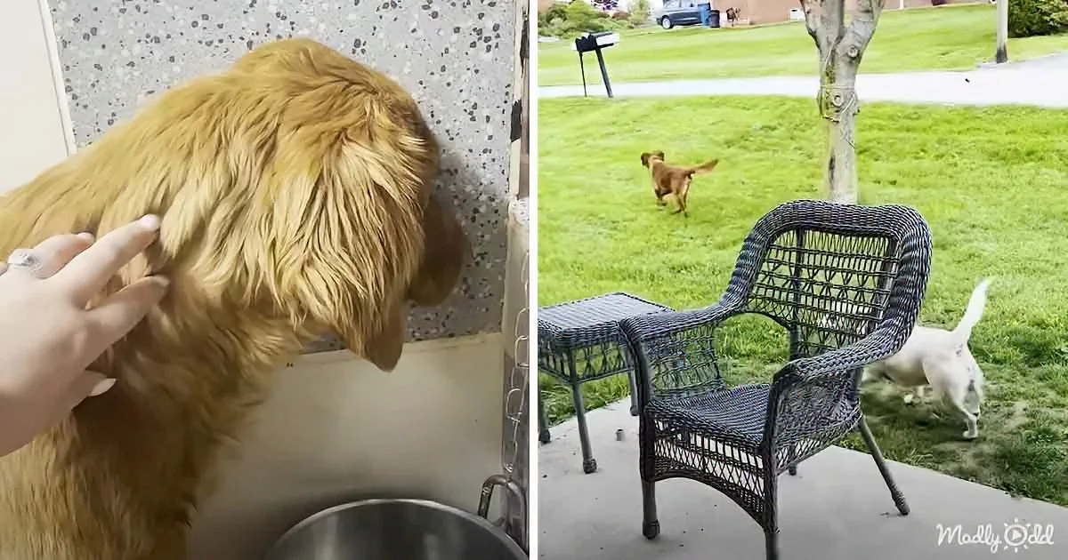 Rescue Dog Terrified of Going Outside Gets Help From Doggie Sister