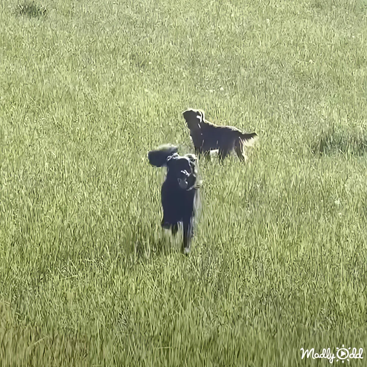 Two black dogs run joyfully through a lush green field.