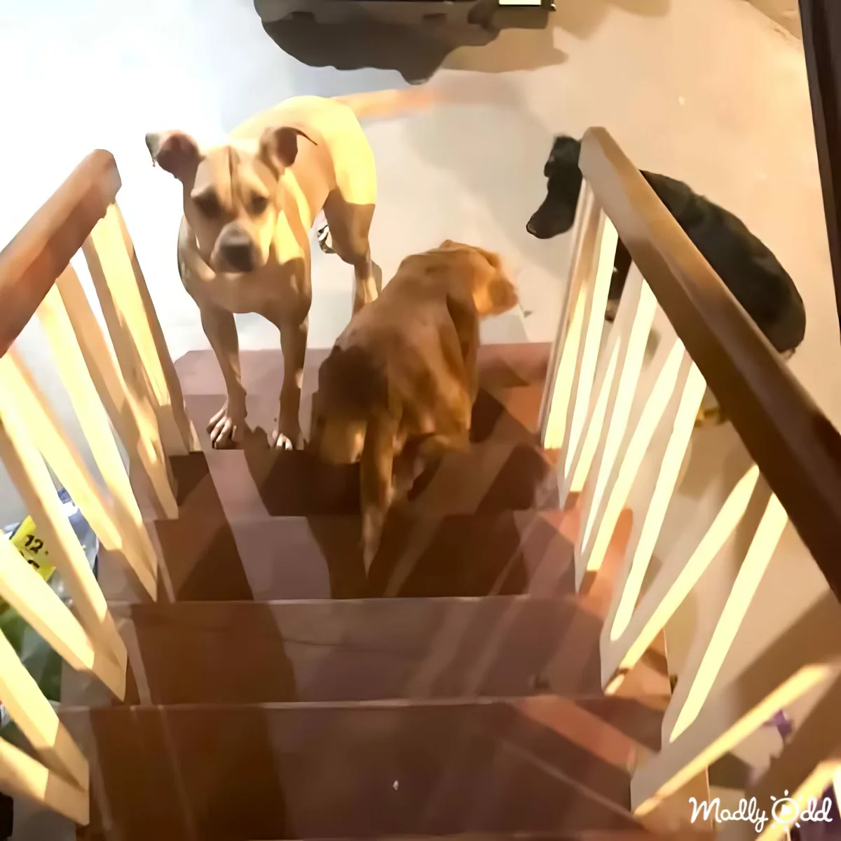 Two dogs, one light brown and one darker, are standing on a staircase, looking up.