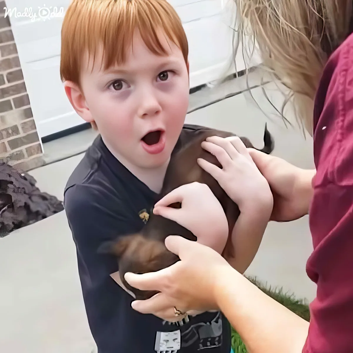 A young boy with red hair holds a small brown dog, looking surprised, with a woman's hands supporting the dog.