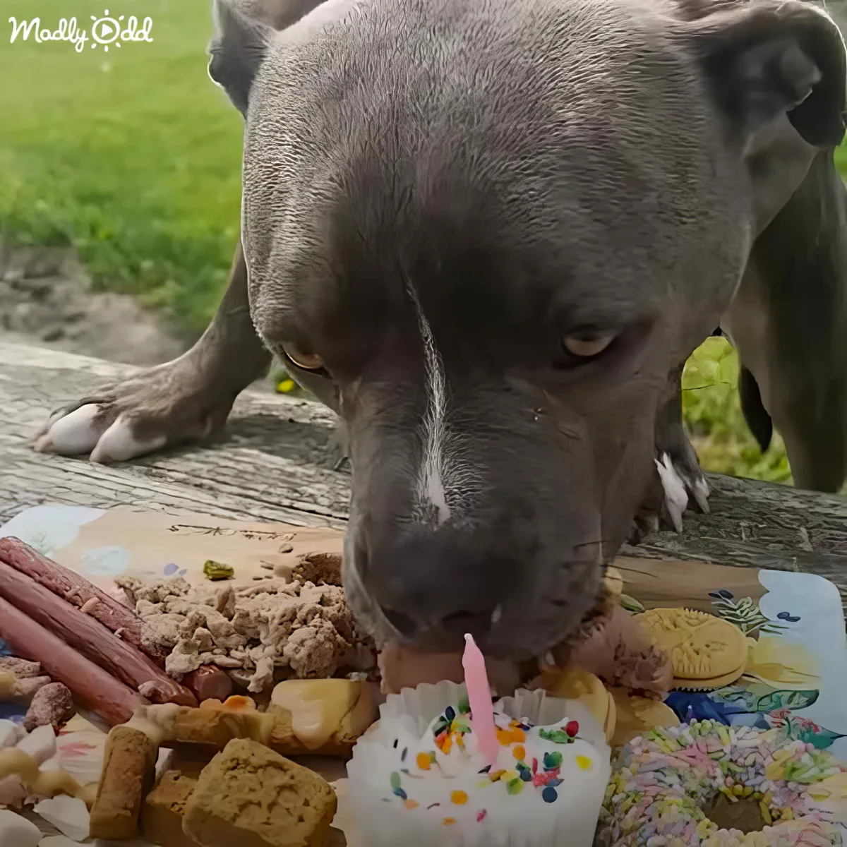 A dog eagerly eats a birthday cake with a lit candle amidst treats and sprinkles.