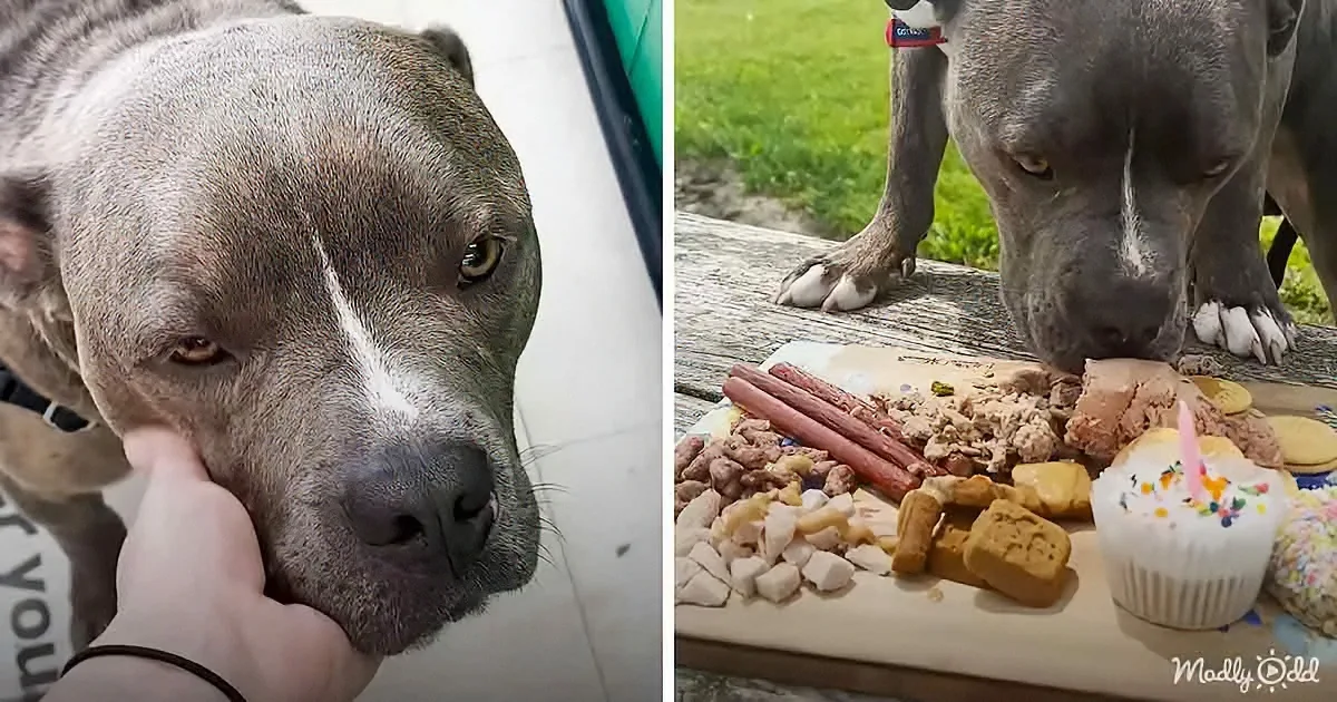 Rescuers Go on a Special Lunch Date With a Neglected Pittie