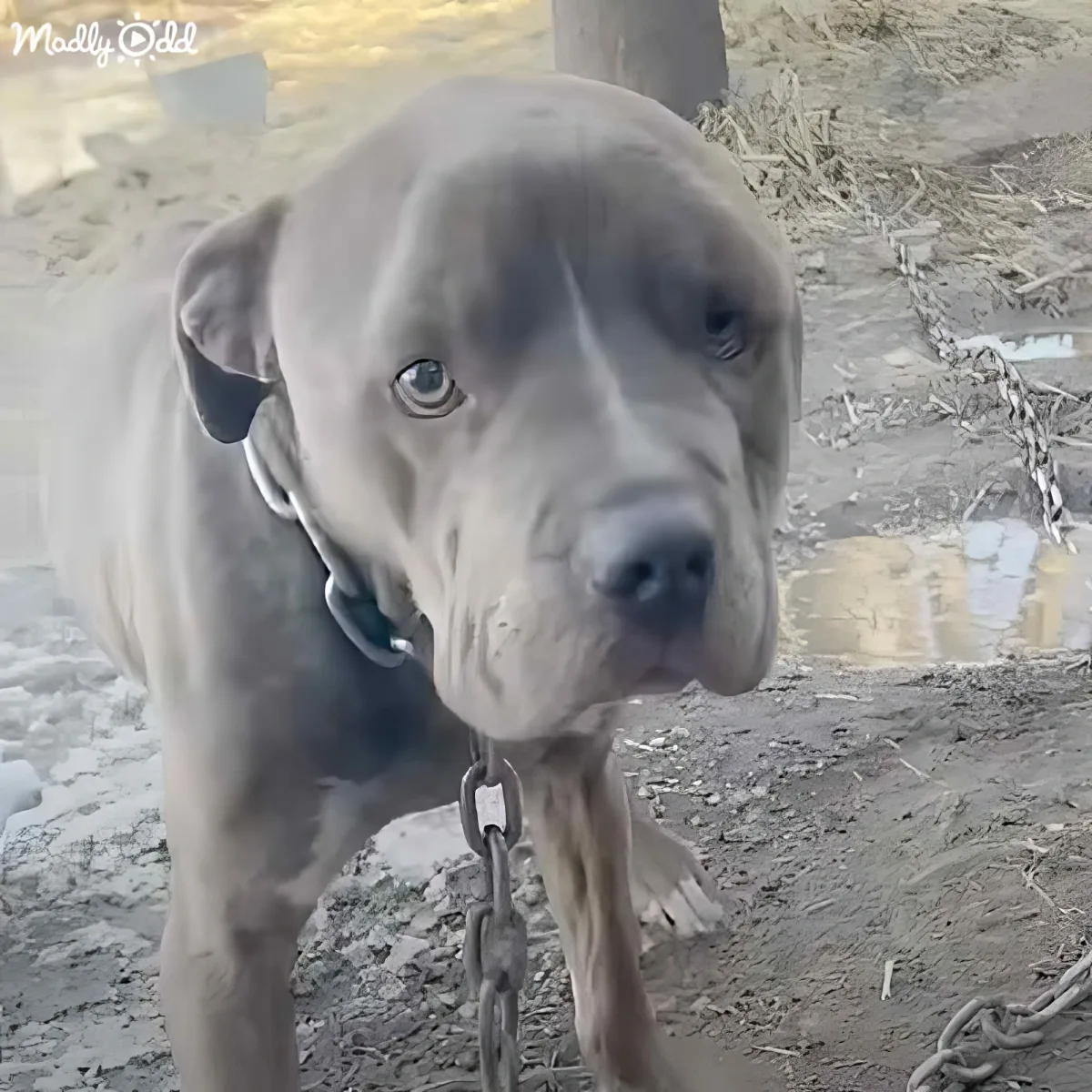 A large, light brown dog with a black collar and chain stands on a dirt ground, looking directly at the camera.