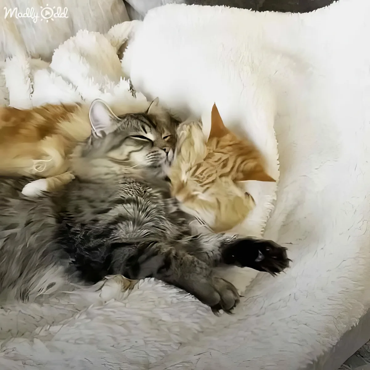 A fluffy gray cat sleeps soundly with two orange kittens nestled beside it on a soft white blanket.