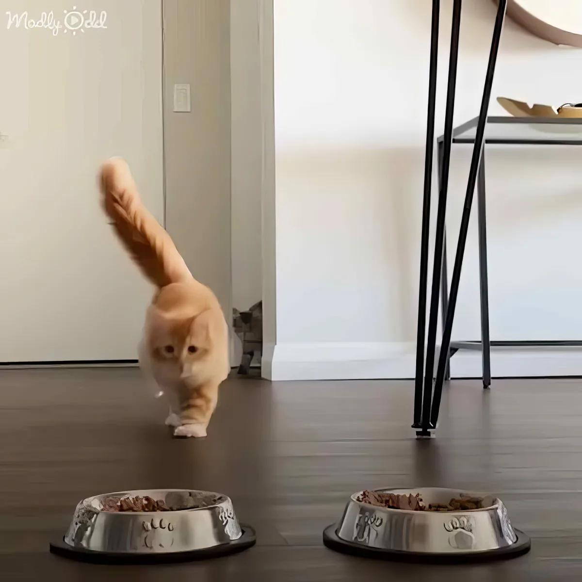 An orange cat walks past three food bowls on a dark floor, with a smaller cat peeking from behind a door.