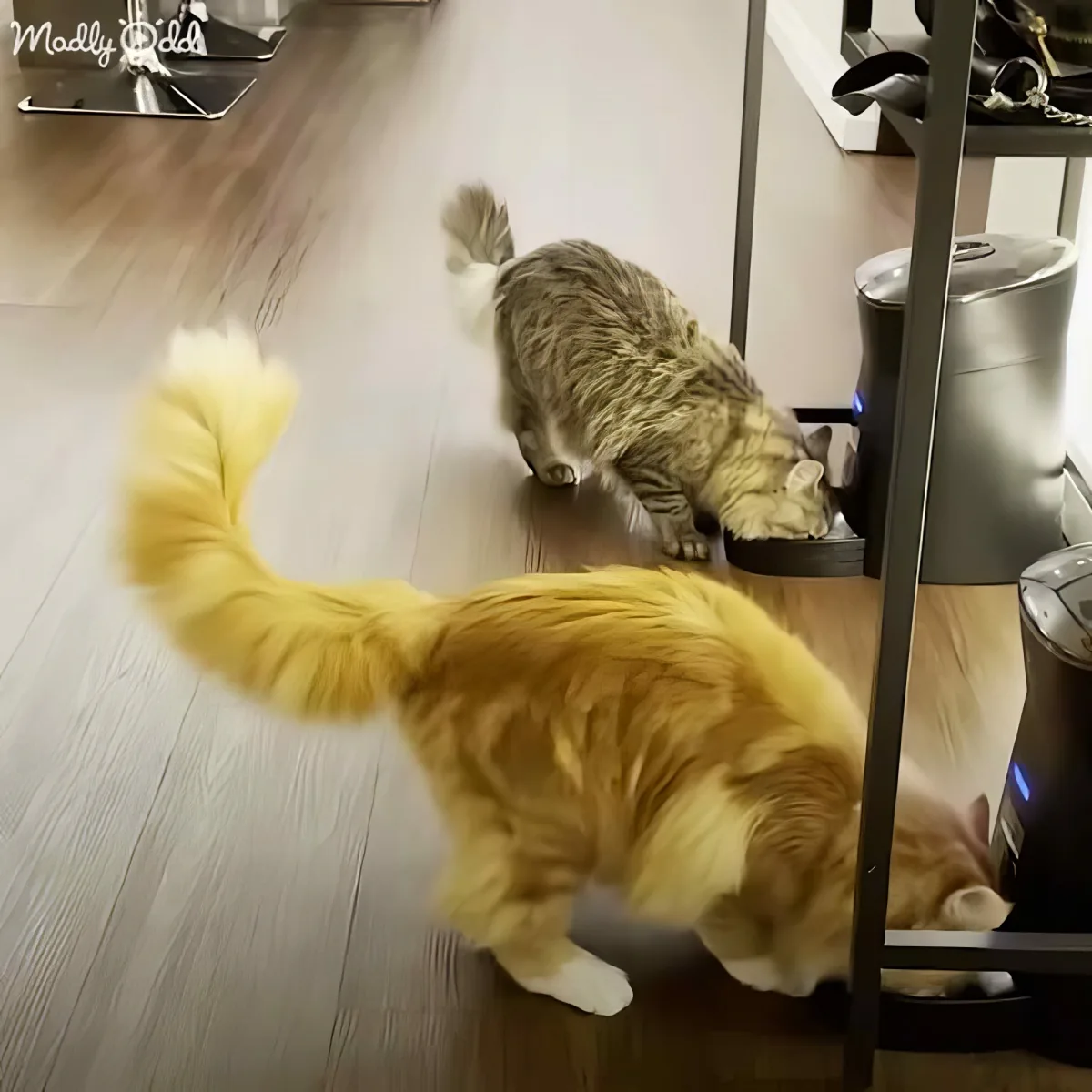 An orange cat with a yellow tail walks past a tabby cat on a wooden floor near a trash can.