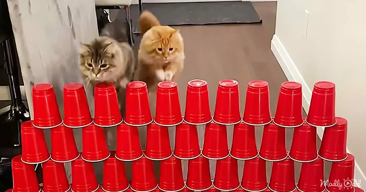 Cats Sprint Like the Tokyo-Drift Race Cars to Their Food Bowls