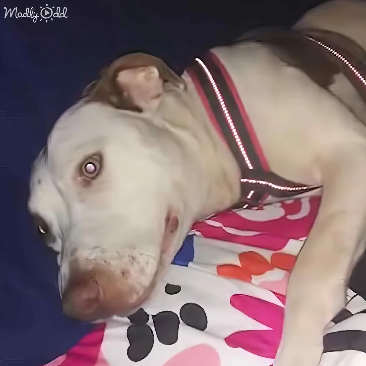 A white dog wearing a colorful shirt with red and black spots is being held.