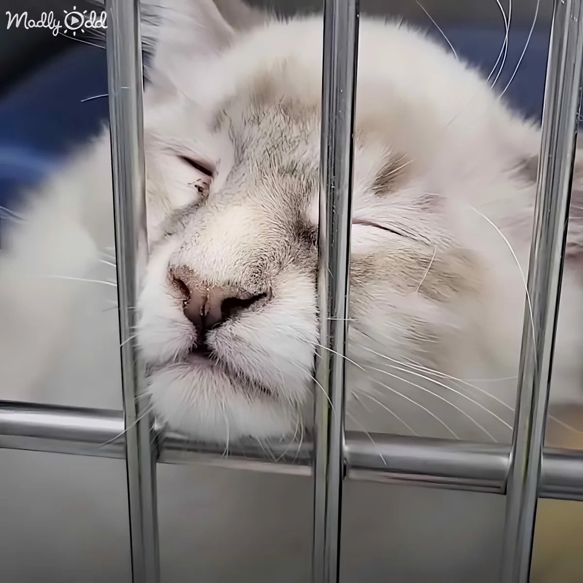 A fluffy white cat with closed eyes rests peacefully behind metal bars.