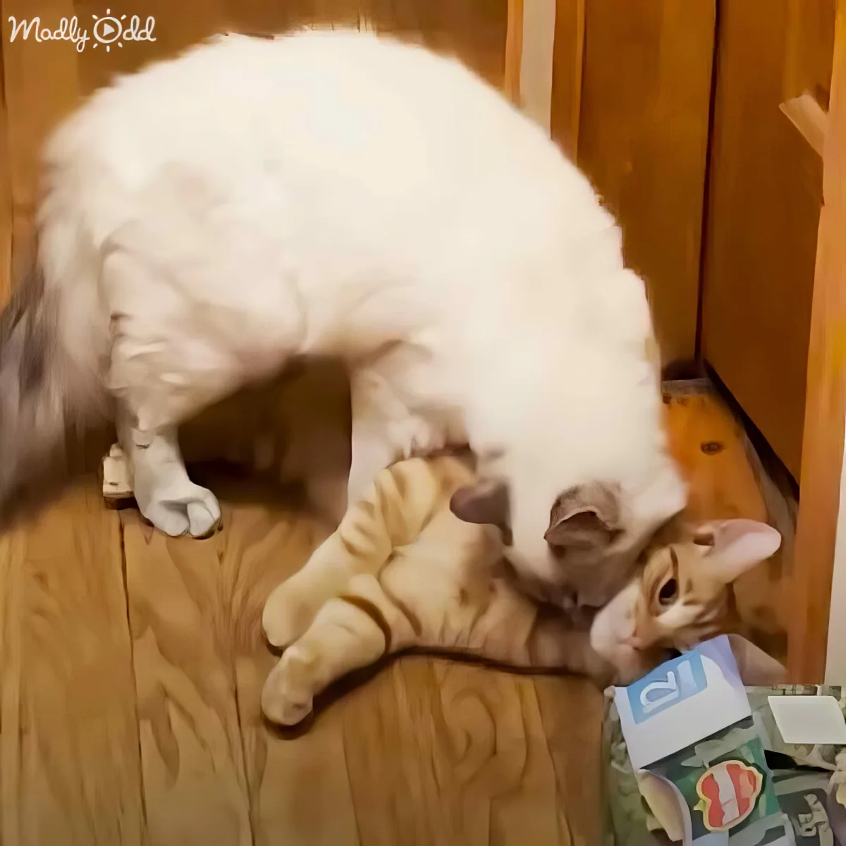 A white cat is playfully riding a ginger cat on a wooden surface, both appearing relaxed.