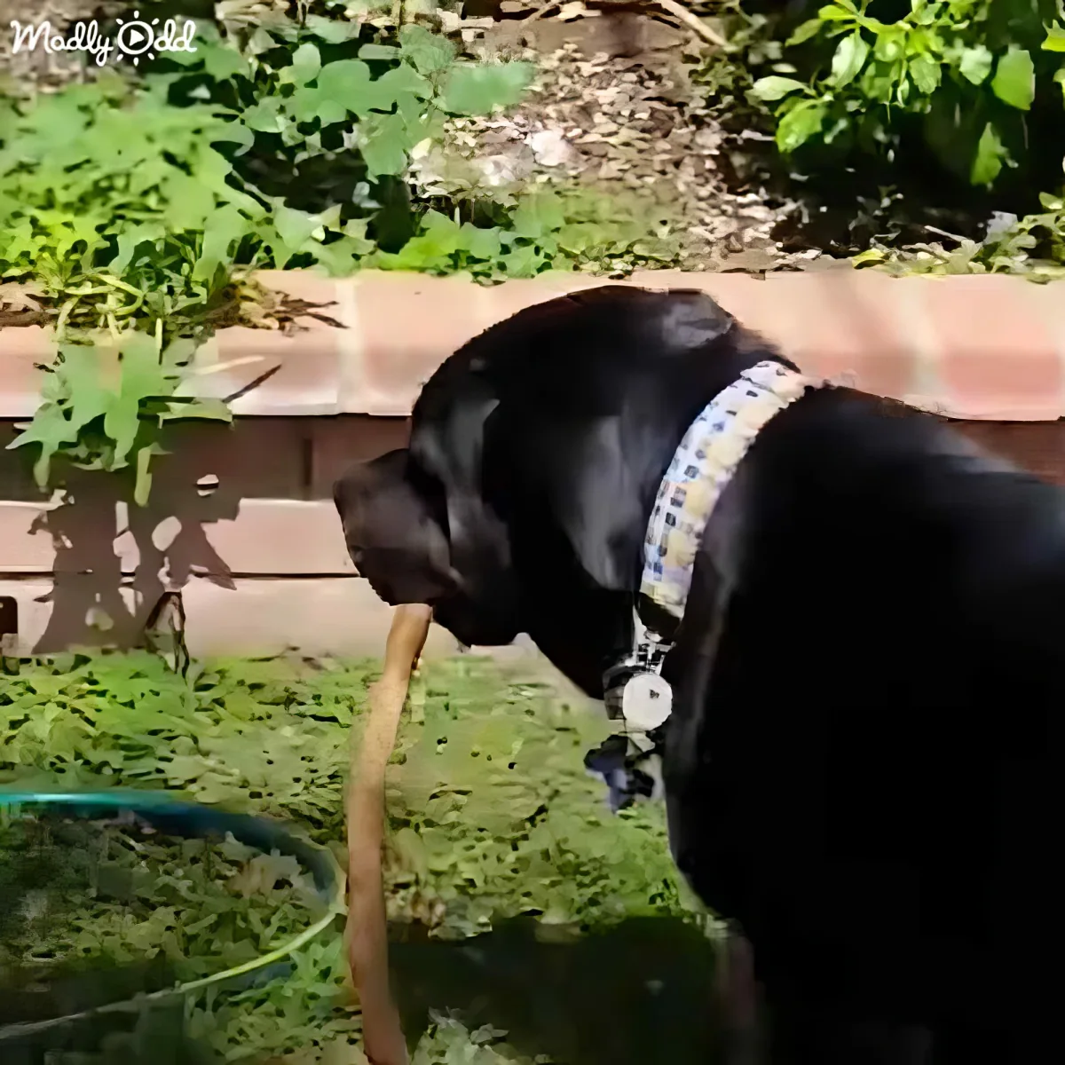 A black dog with a blue collar is drinking water from a hose in a garden.