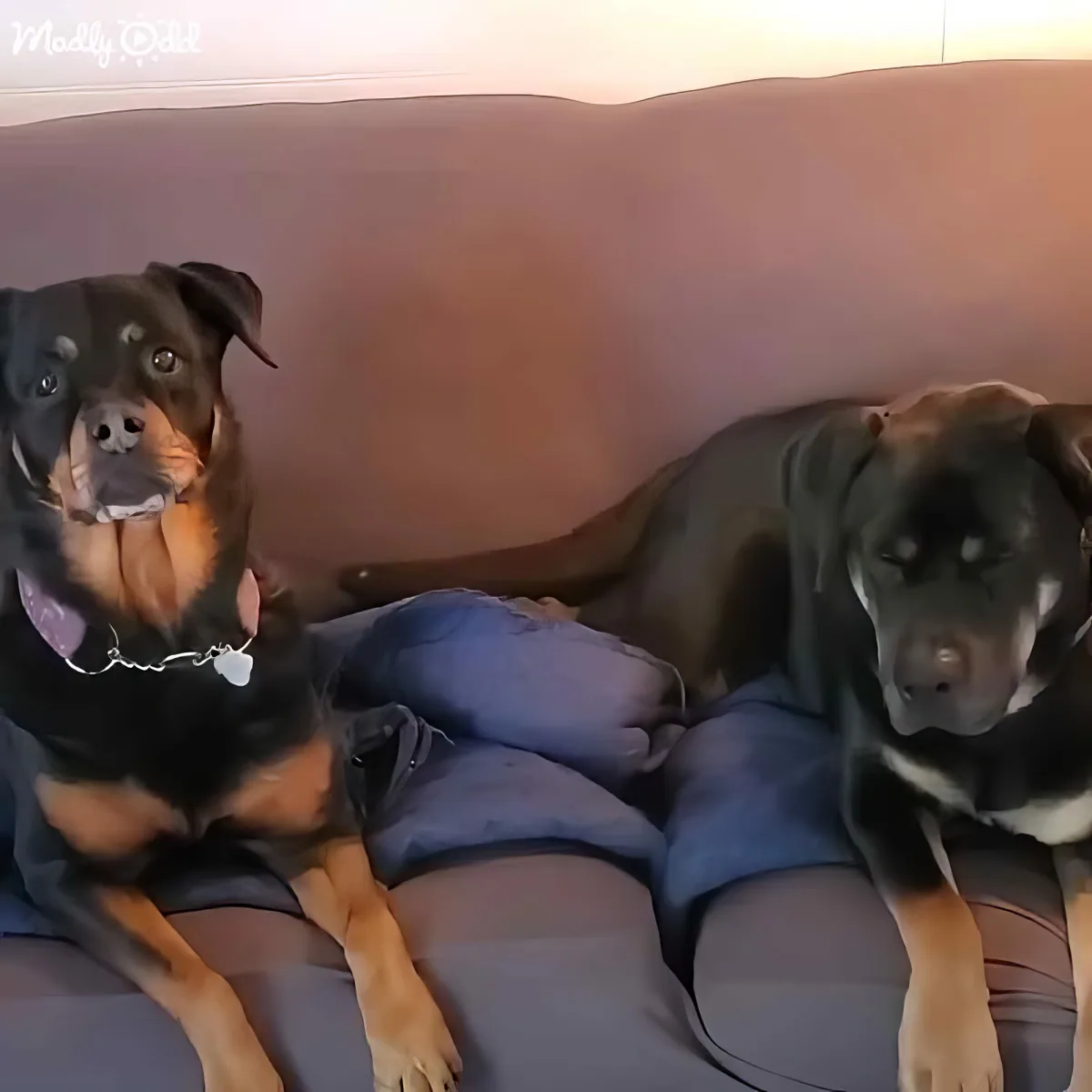 Two Rottweilers, one with a purple collar, sit on a couch, looking calm and relaxed.