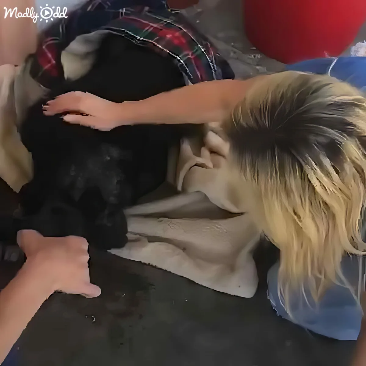 A woman with blonde hair is gently petting a black dog on a towel.