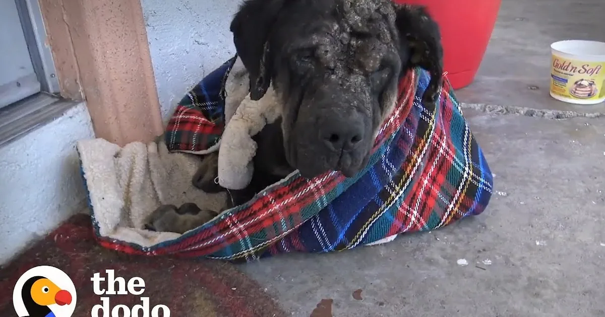 Stray Dog Chased Away by People Gets Rescued by Kind Women