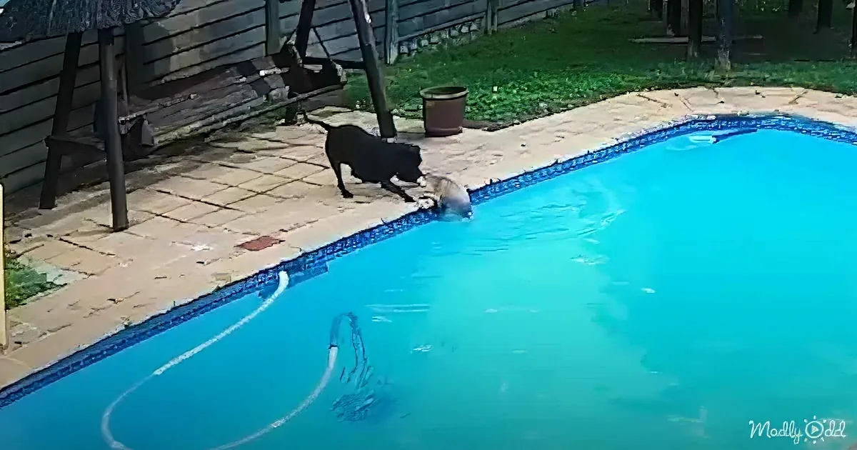 A black cat stands by a pool, seemingly about to jump in, with a hose visible in the water.