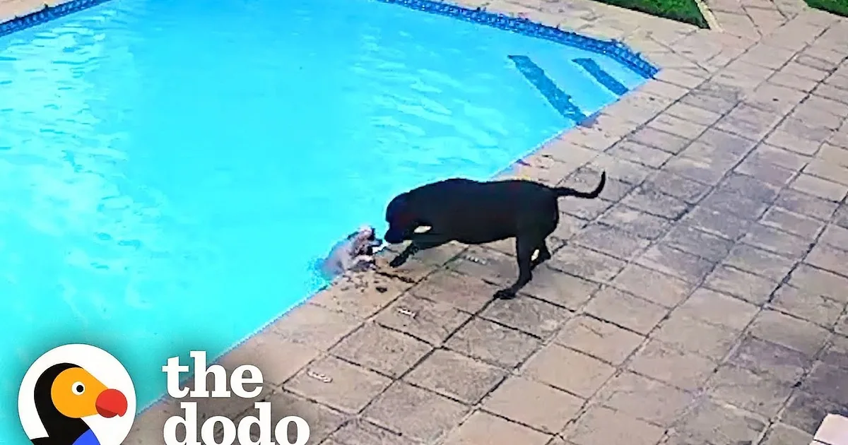 A black dog stands by a pool, looking at a small white dog swimming nearby.