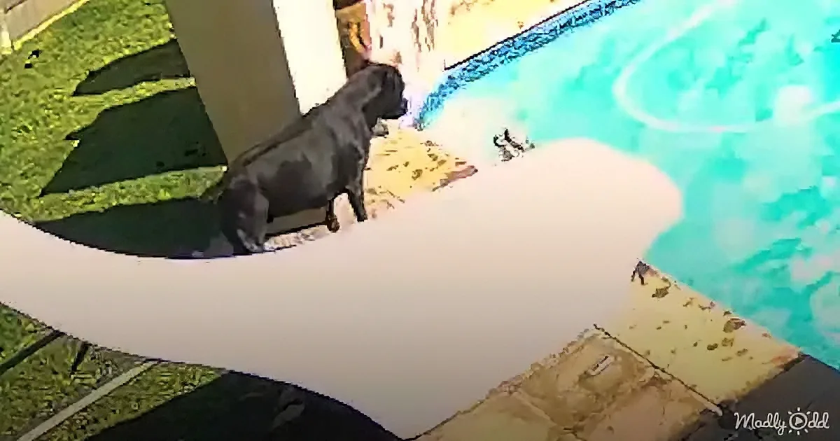 A black dog stands on a white railing near a pool, looking down at the water.
