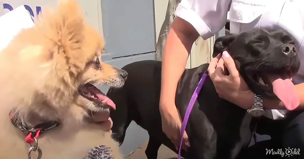 A fluffy light brown dog and a black dog are being petted by a person in a white shirt.