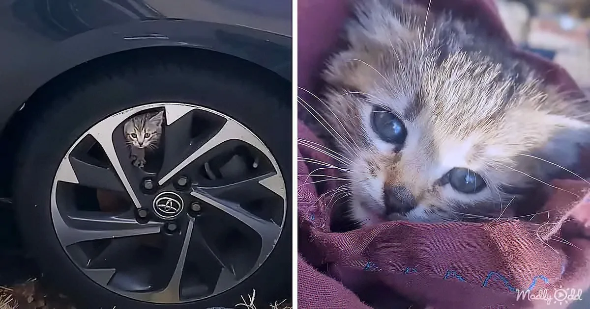 Abandoned Kitten Stuck in a Car Tire Asks Woman for Help
