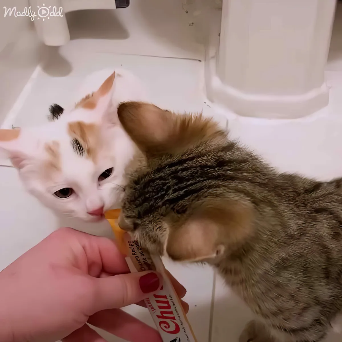 A tabby kitten and a white cat share a treat from a hand holding a Churu pouch.