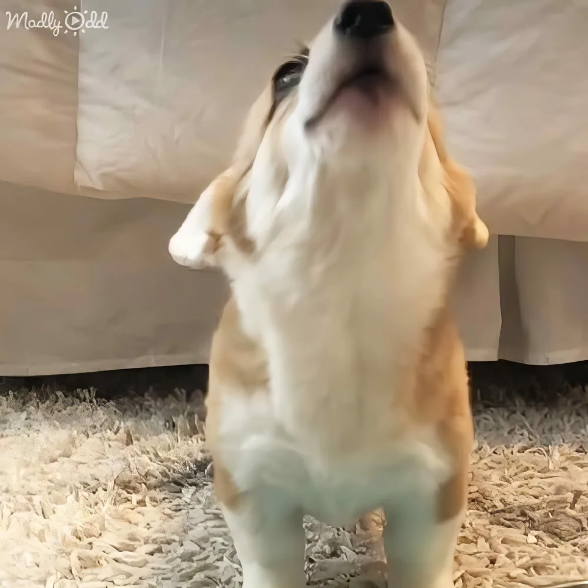 A corgi dog is sitting on a carpeted floor, looking up with its mouth open, appearing to be in a playful or excited state.