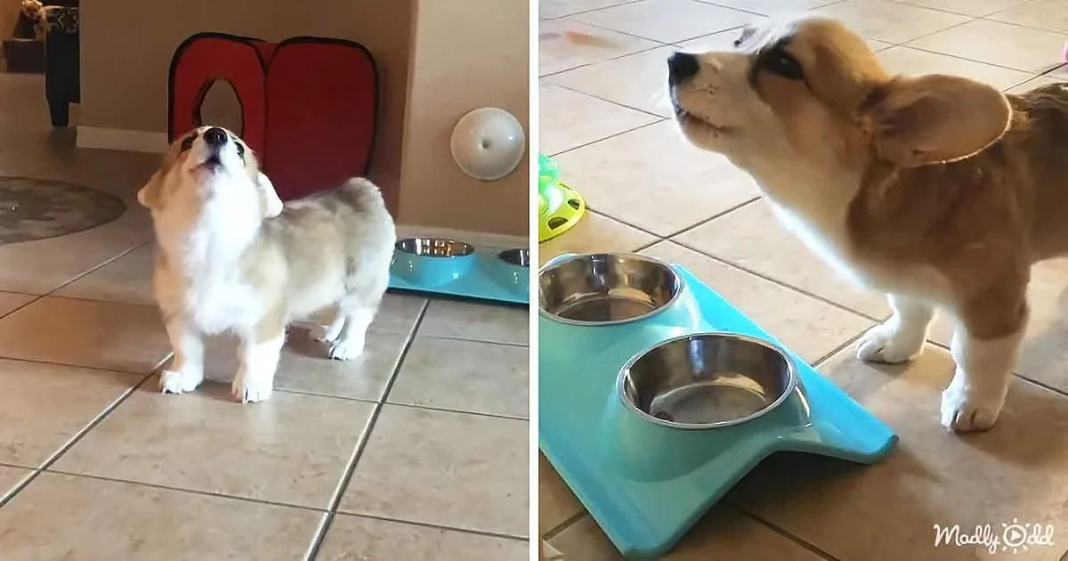 A corgi puppy looks up expectantly at its food bowls, standing on a tiled floor.