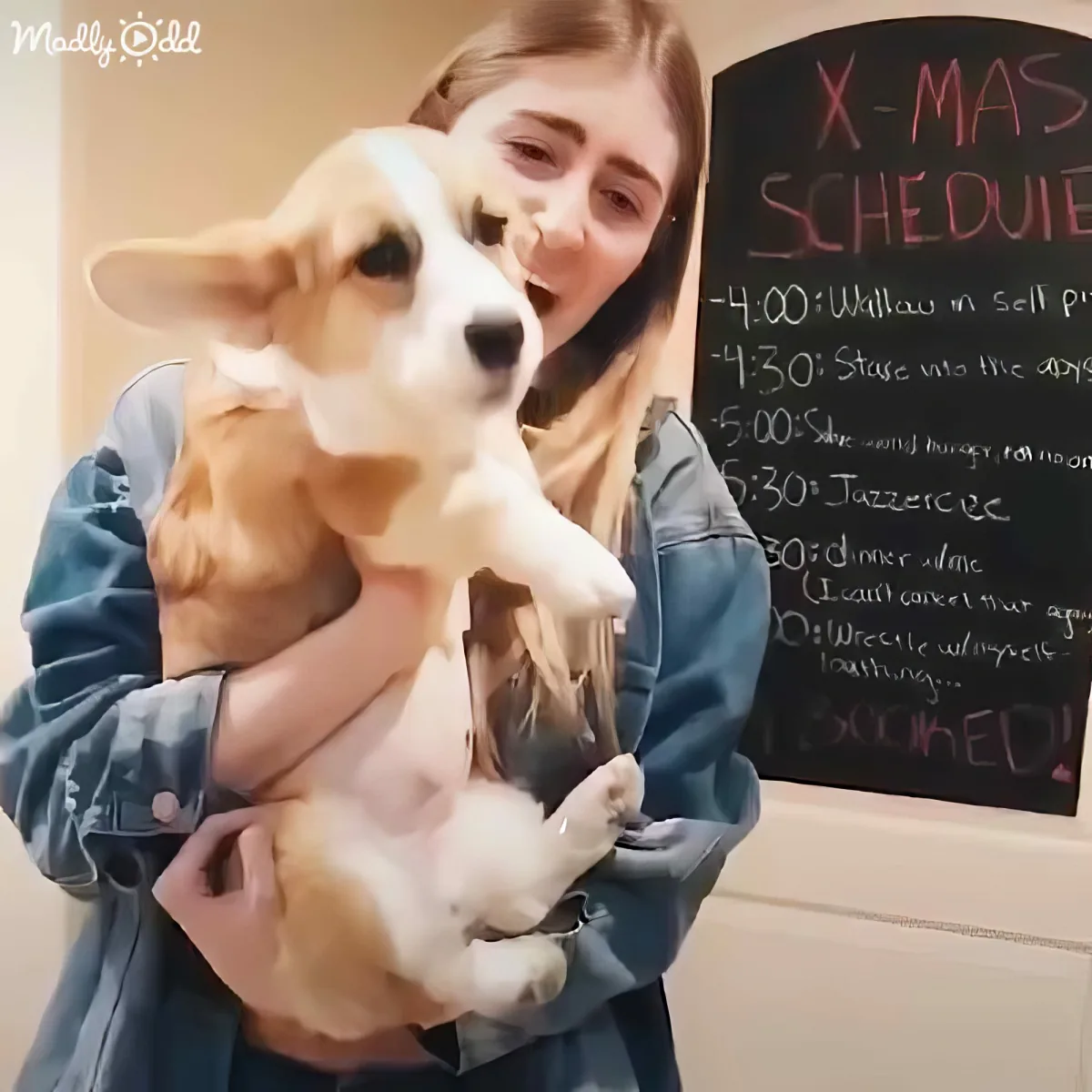 A person holds a corgi puppy in front of a chalkboard with a Christmas schedule.