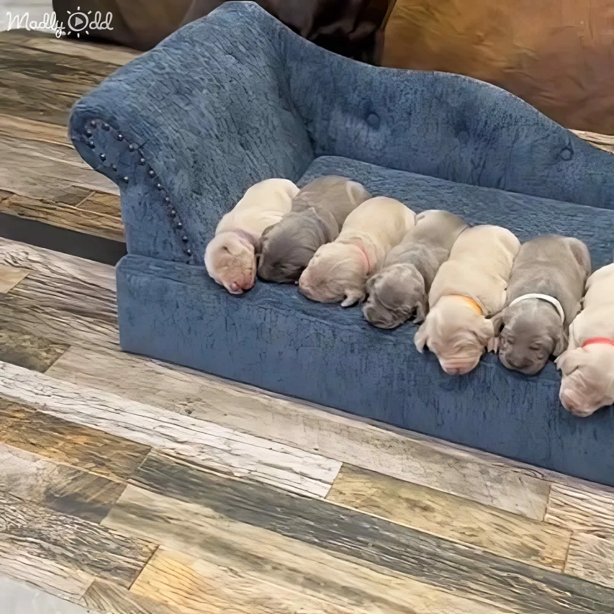 Seven puppies of different colors are sleeping on a blue cushioned dog bed.