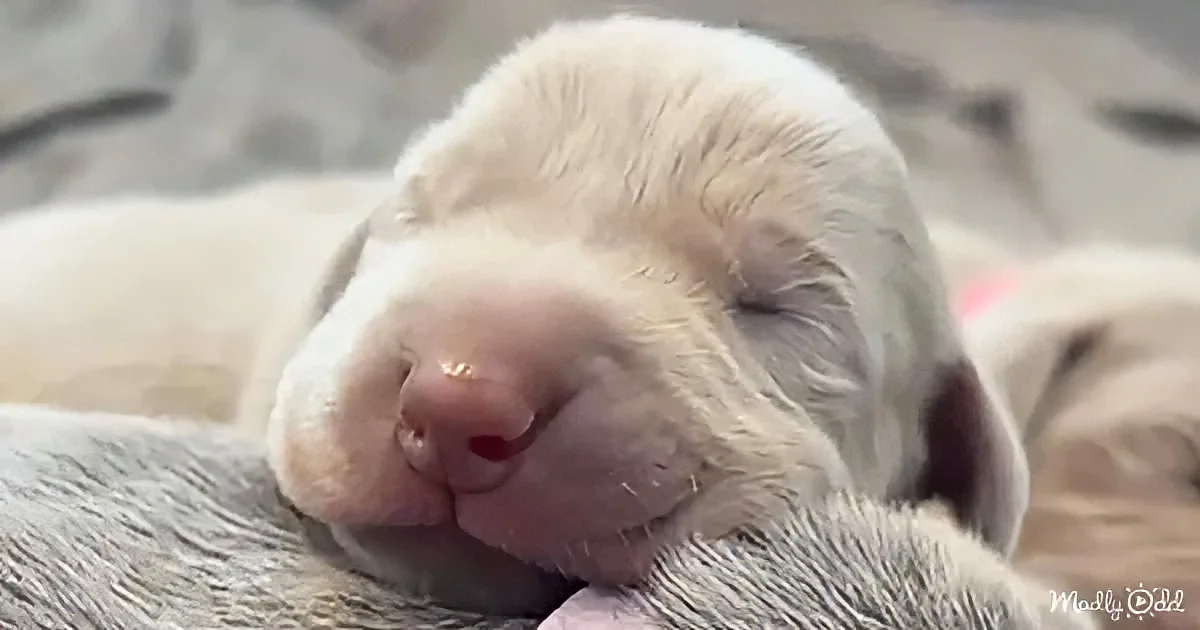A sleeping puppy with light fur rests peacefully on a soft surface.