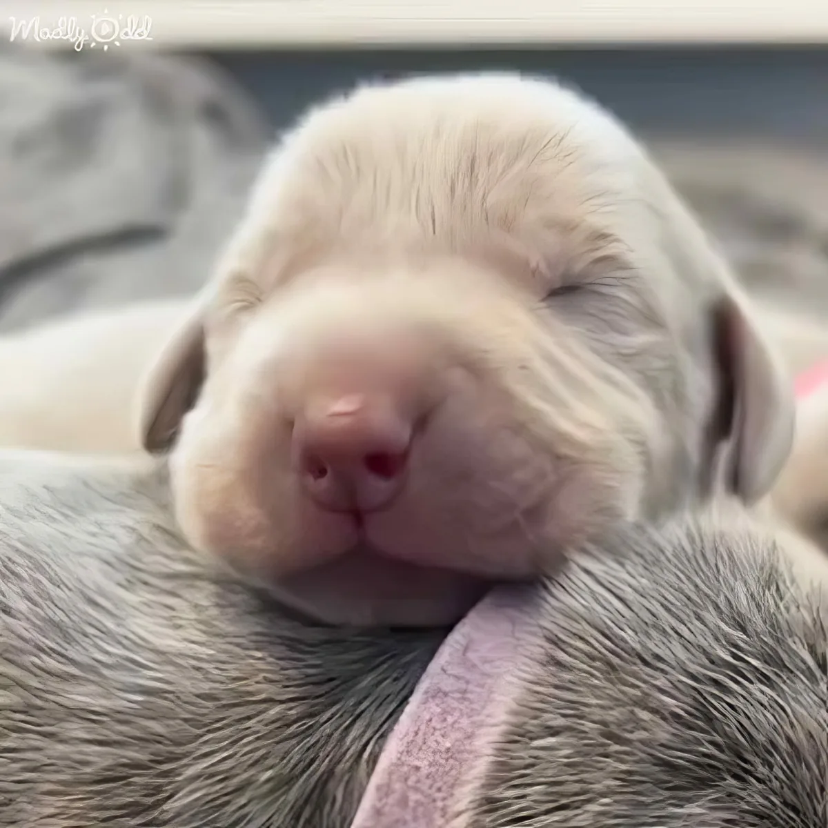 A sleeping puppy with light fur and closed eyes, nestled on a soft surface.