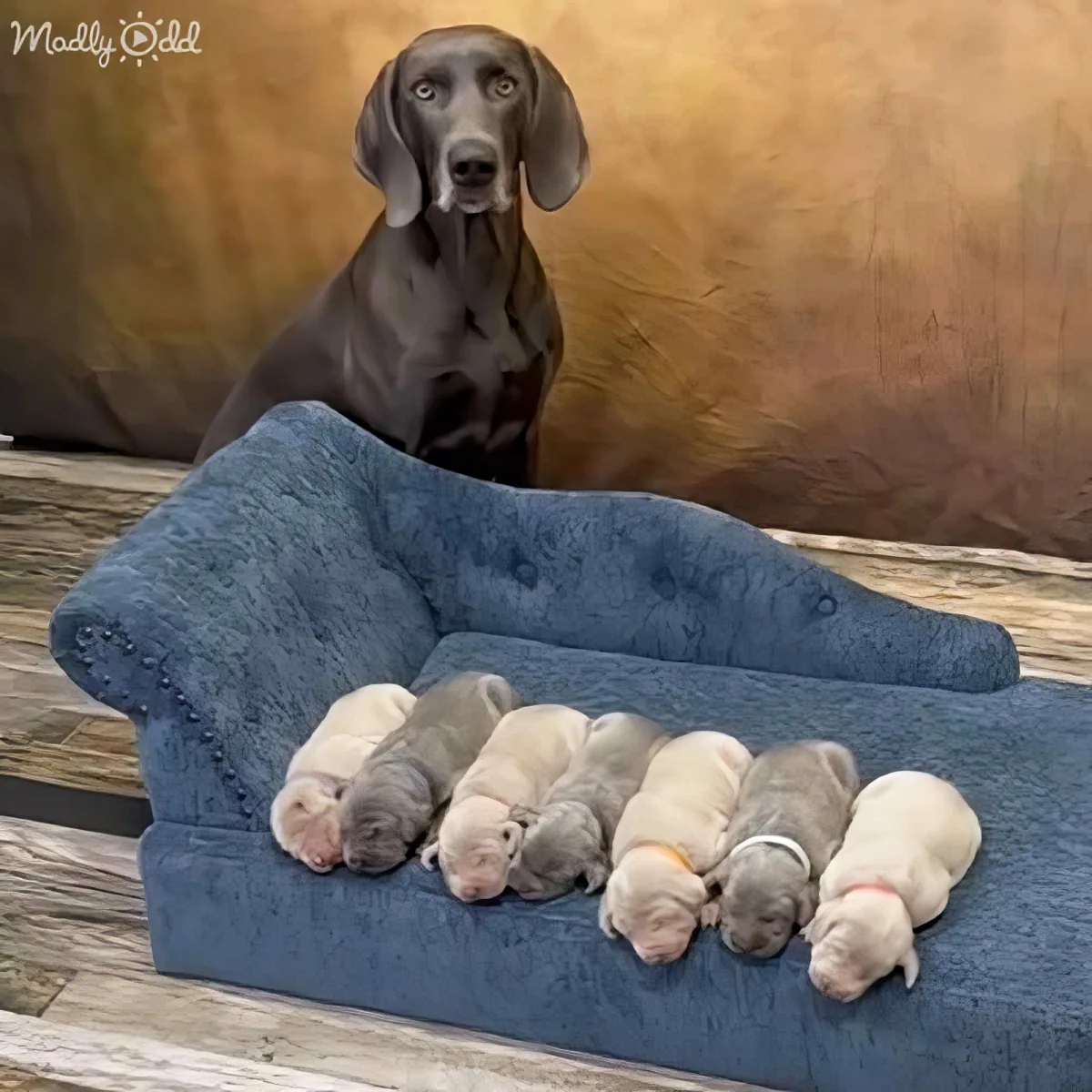 A Weimaraner dog sits behind a blue dog bed where six puppies are sleeping.