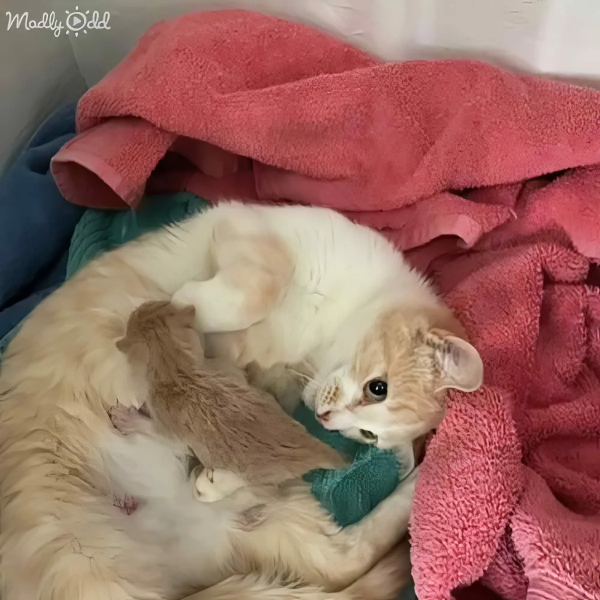 A fluffy orange and white cat cuddles with a smaller kitten under a pink towel.