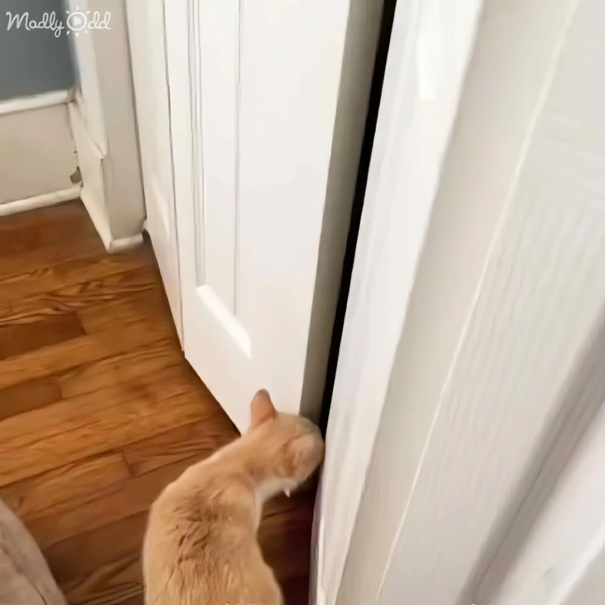 An orange cat is peeking through a narrow gap between a door and the wall.