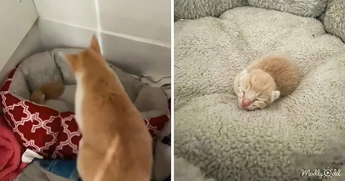 An orange cat is seen from behind, looking at a sleeping cat curled up on a fluffy bed.